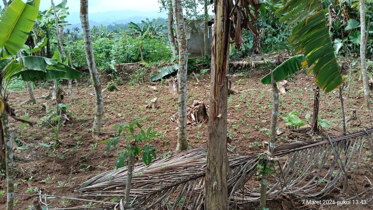 Tanah