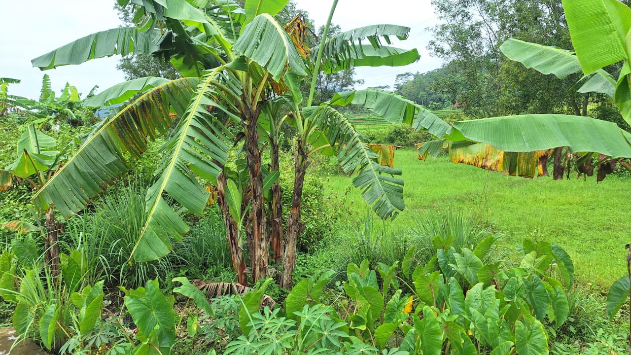 Tanah